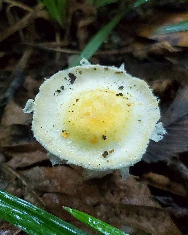 “I found a mushroom that looks like a fried egg.”