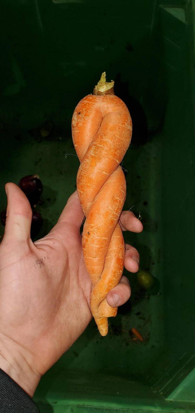 “Carrot double helix.”