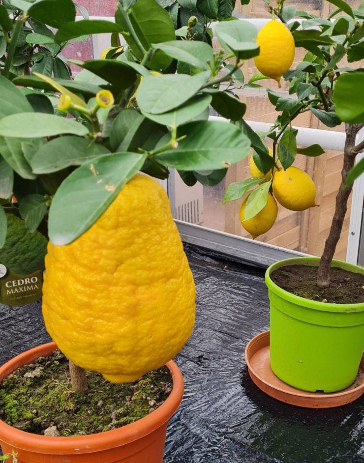 “Extra large lemon at my local garden centre. Lemon for scale.”