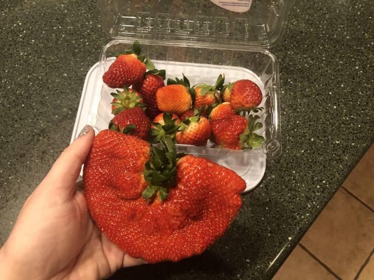 “This extra giant strawberry that was in a package of strawberries we picked up from the grocery store today.”