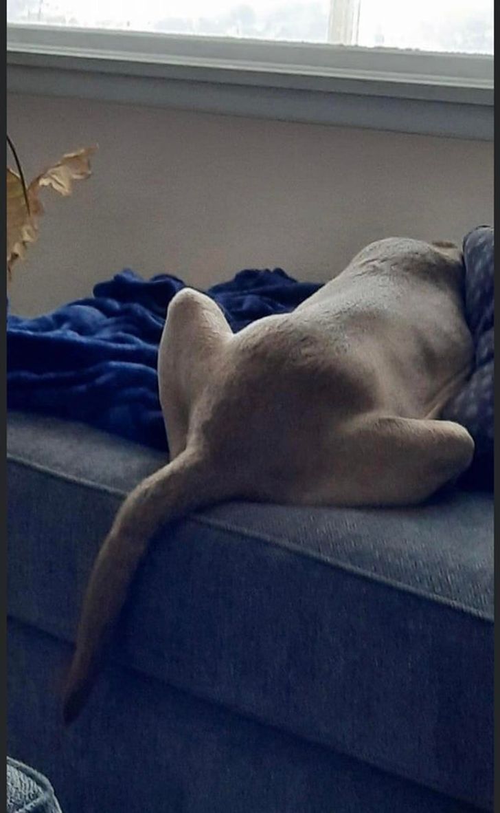cool pics - dog's tail looks like elephant trunk
