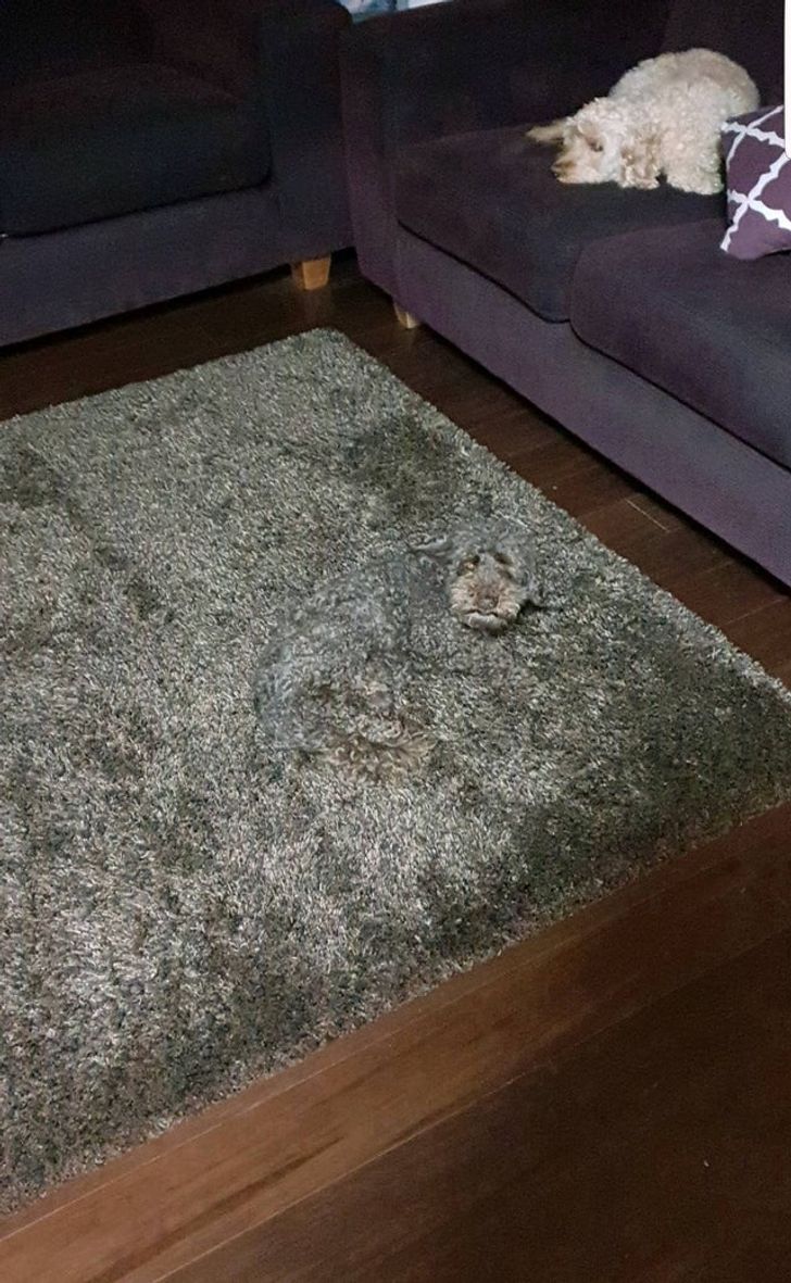 cool pics - dog blends into rug