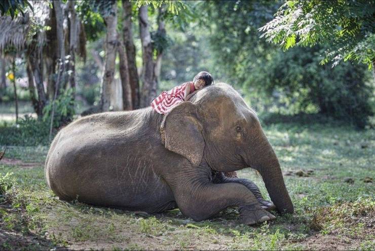 girl sleeping on elephant