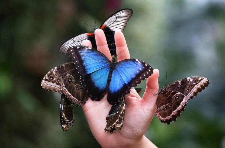 hand full of butterflies