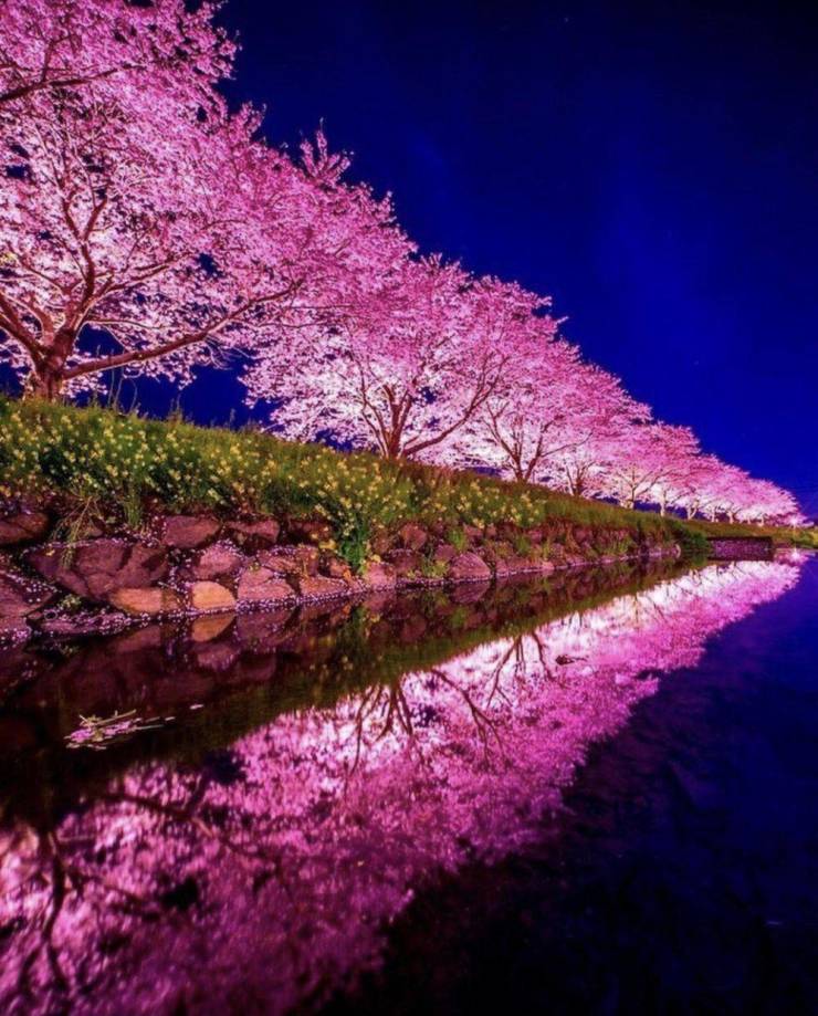 beautiful cherry blossom night japan