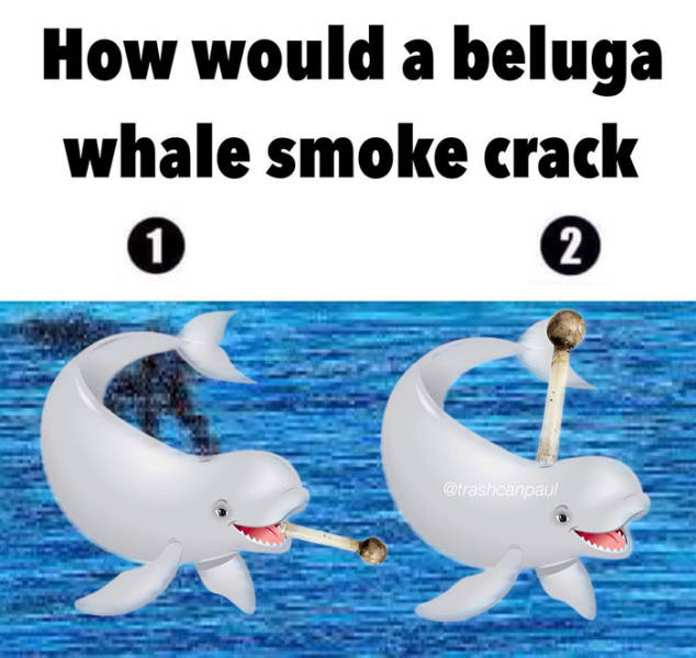 water - How would a beluga whale smoke crack 1 2