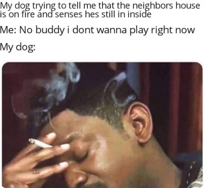 we cleaning this whole house tomorrow - My dog trying to tell me that the neighbors house is on fire and senses hes still in inside Me No buddy i dont wanna play right now My dog