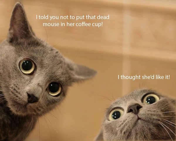 cat meme - I told you not to put that dead mouse in her coffee cup! I thought she'd it!