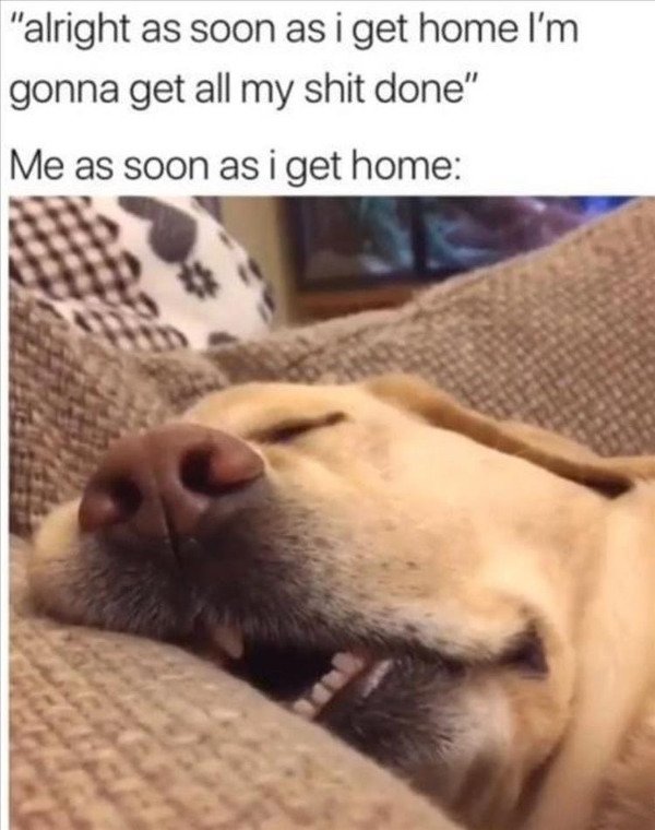 Dog - "alright as soon as i get home I'm gonna get all my shit done" Me as soon as i get home