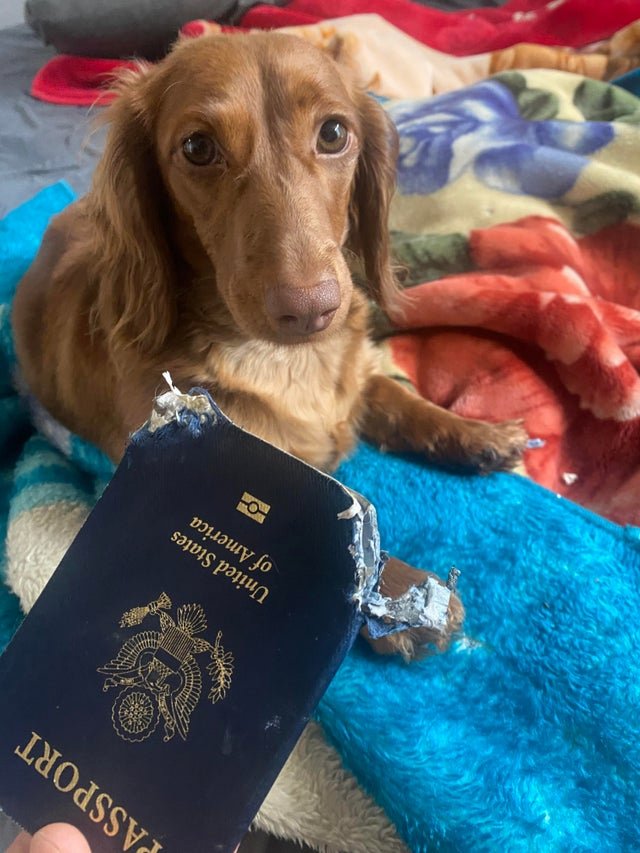 dog - Passport United States of America