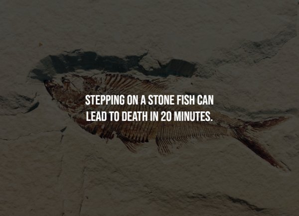 Stepping On A Stone Fish Can Lead To Death In 20 Minutes.