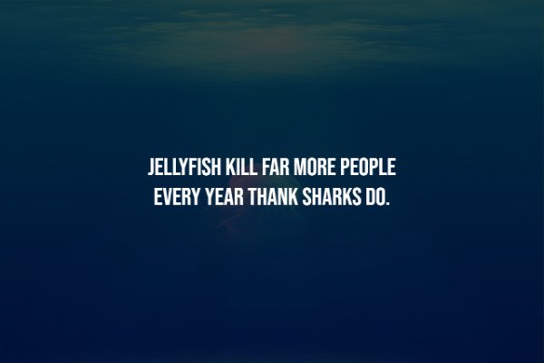 st patrick's day guinness - Jellyfish Kill Far More People Every Year Thank Sharks Do.
