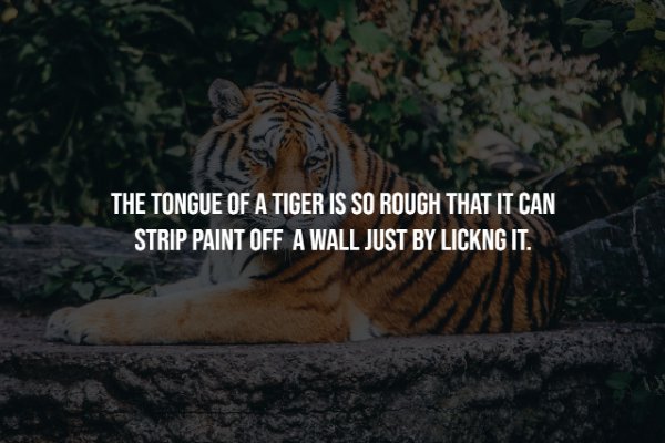 fun facts about a tiger - The Tongue Of A Tiger Is So Rough That It Can Strip Paint Off A Wall Just By Lickng It.