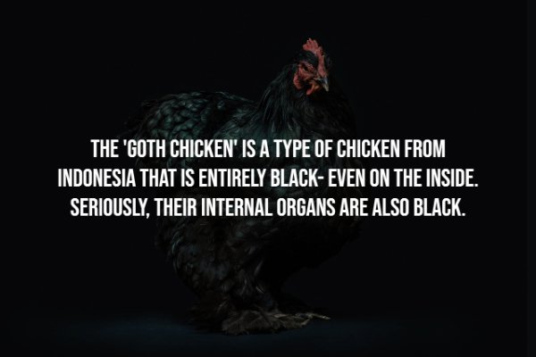 doctor who lol - The 'Goth Chicken' Is A Type Of Chicken From Indonesia That Is Entirely BlackEven On The Inside. Seriously, Their Internal Organs Are Also Black.