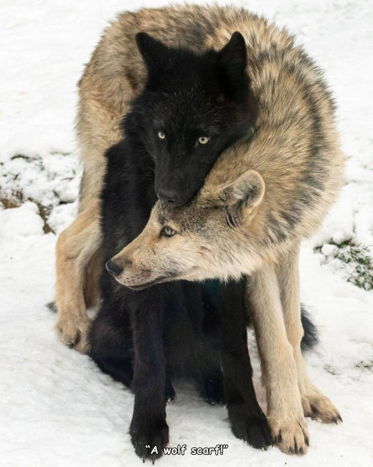 funny pics and memes - canis lupus tundrarum - "A wolf scarf!"