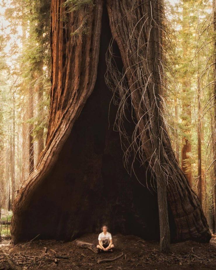 funny pics and memes - redwood forest