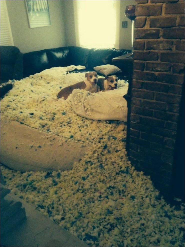 funny pics and memes - dog destroying bed