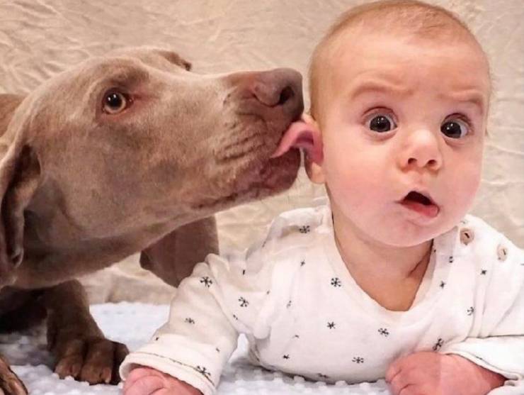 funny pics and memes - baby dog funny