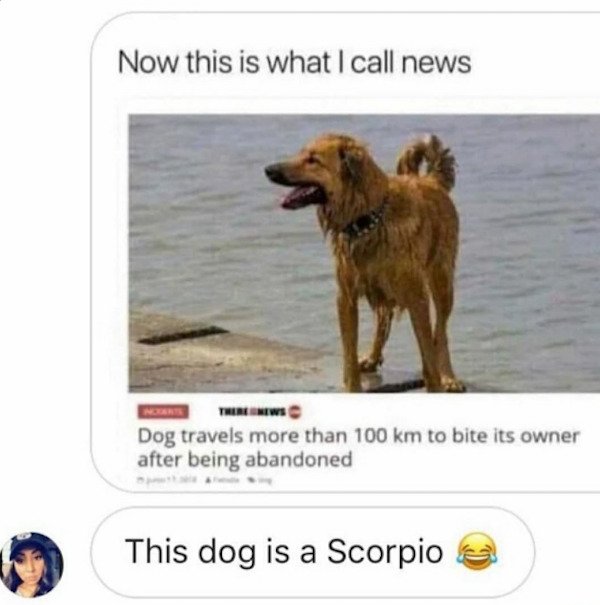dog travels to bite owner - Now this is what I call news Net Dog travels more than 100 km to bite its owner after being abandoned This dog is a Scorpio