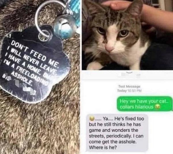 funny cat collars - Don'T Feed Me. I Will Never Leave I Have A Home, Su I'M A Freeloading Asshole. Text Message Today Hey we have your cal.. collars hilarious ..... Ya.... He's fixed too but he still thinks he has game and wonders the streets, periodicall