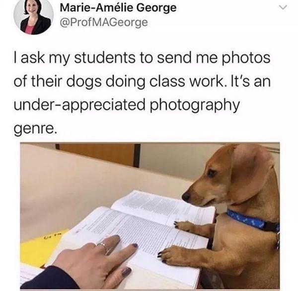 dogs doing classwork - MarieAmlie George MAGeorge I ask my students to send me photos of their dogs doing class work. It's an underappreciated photography genre.
