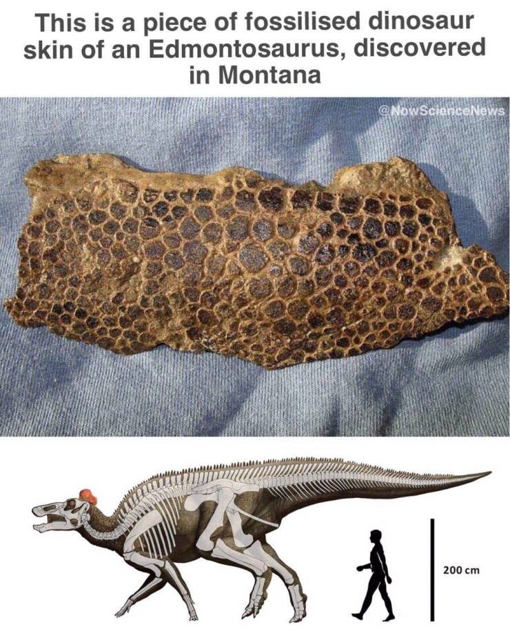 real dinosaur skin - This is a piece of fossilised dinosaur skin of an Edmontosaurus, discovered in Montana News 200 cm