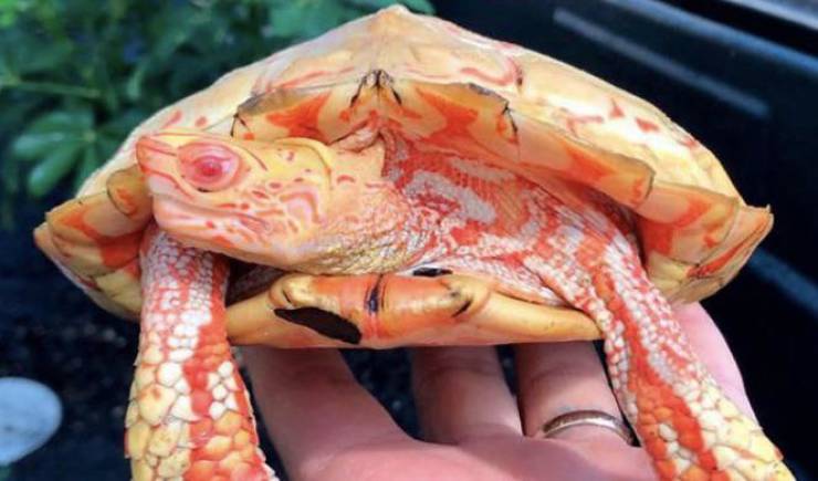 albino turtle