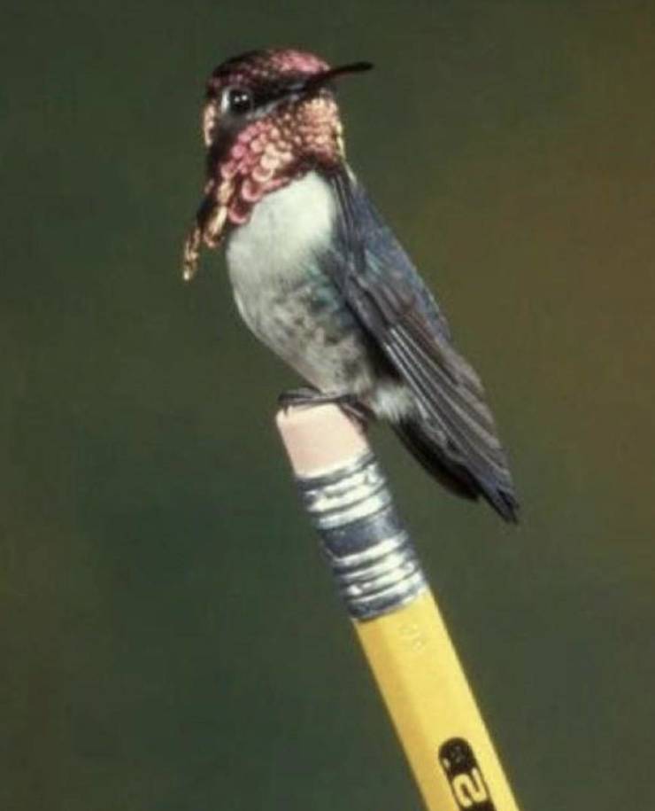 bee hummingbird the smallest bird in the world