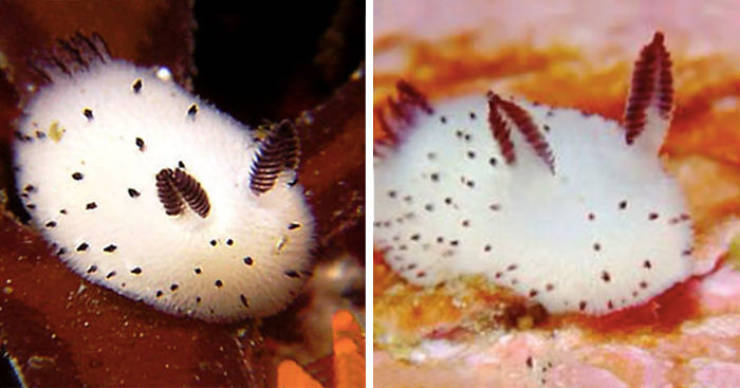 sea bunnies