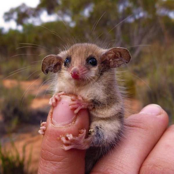 cute animal australia