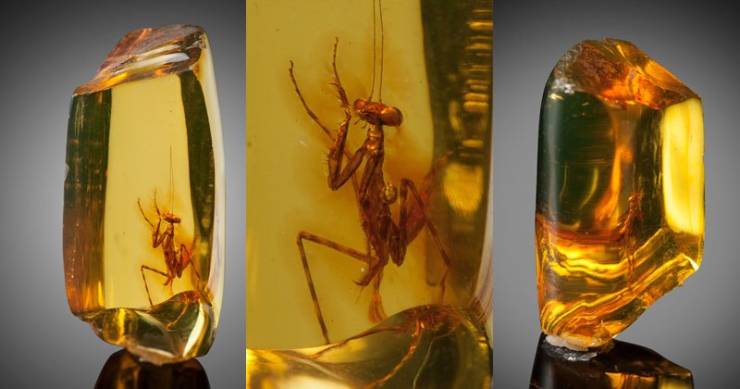 praying mantis trapped in amber approximately 12 million years old