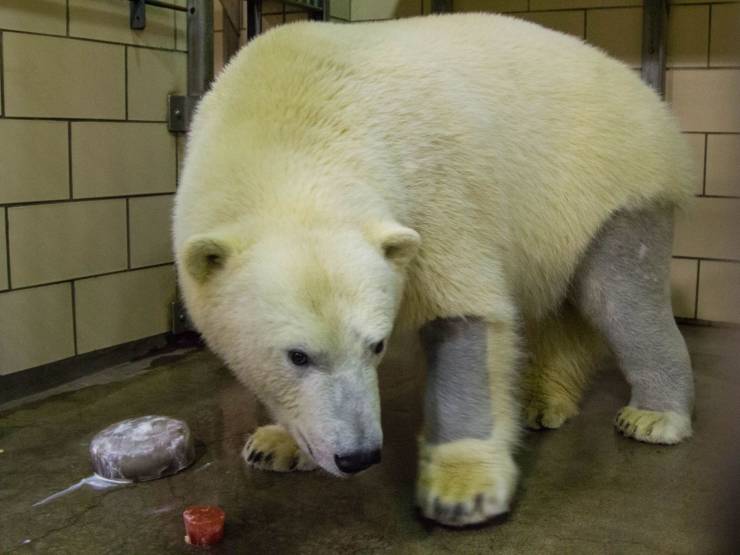 polar bear skin