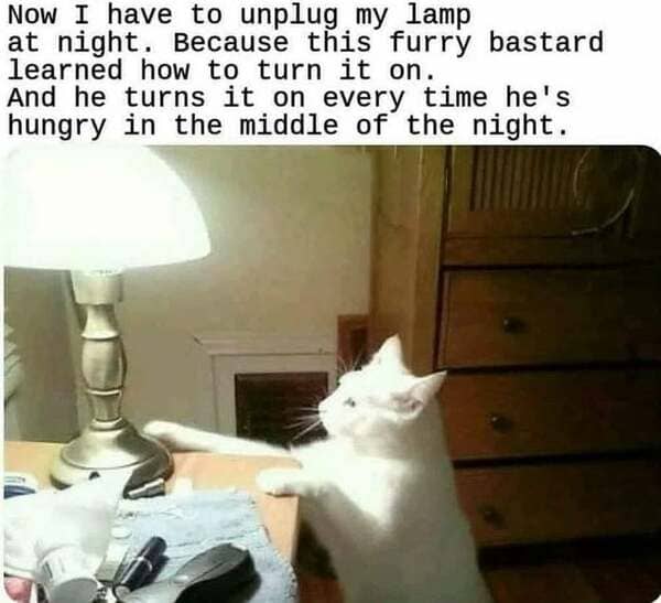 cat bastards - Now I have to unplug my lamp at night. Because this furry bastard learned how to turn it on. And he turns it on every time he's hungry in the middle of the night.