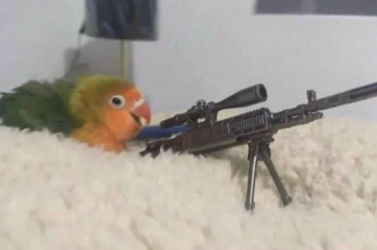 gun parrot