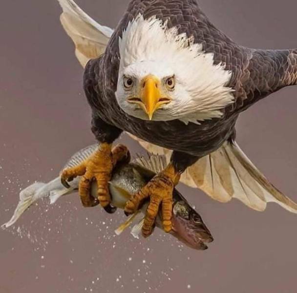 eagle catching fish