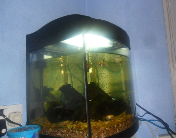 bad house guest habits - fish tank