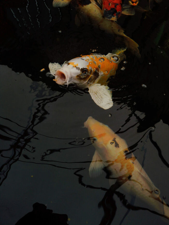 bad house guest habits - koi fish in pond