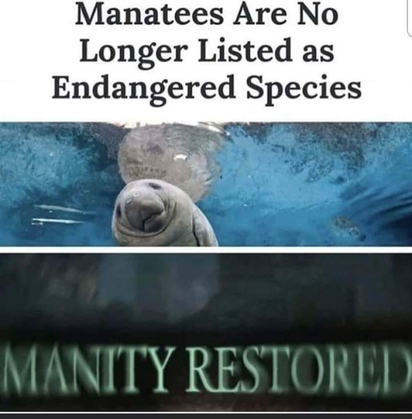 humanity restored memes - Manatees Are No Longer Listed as Endangered Species Manity Restored