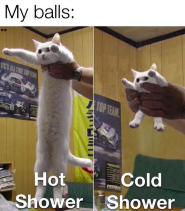 funny memes for men - long cat meme - My balls Hot Shower Cold Shower