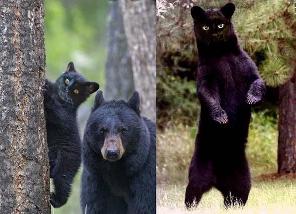 black bear cosplay