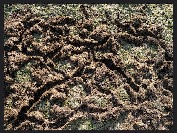 What would cause my friends lawn to look like this after the snow melted

A: That’s some major vole activity. They look a lot like mice, but tend to be very active under winter snows and like tunneling.