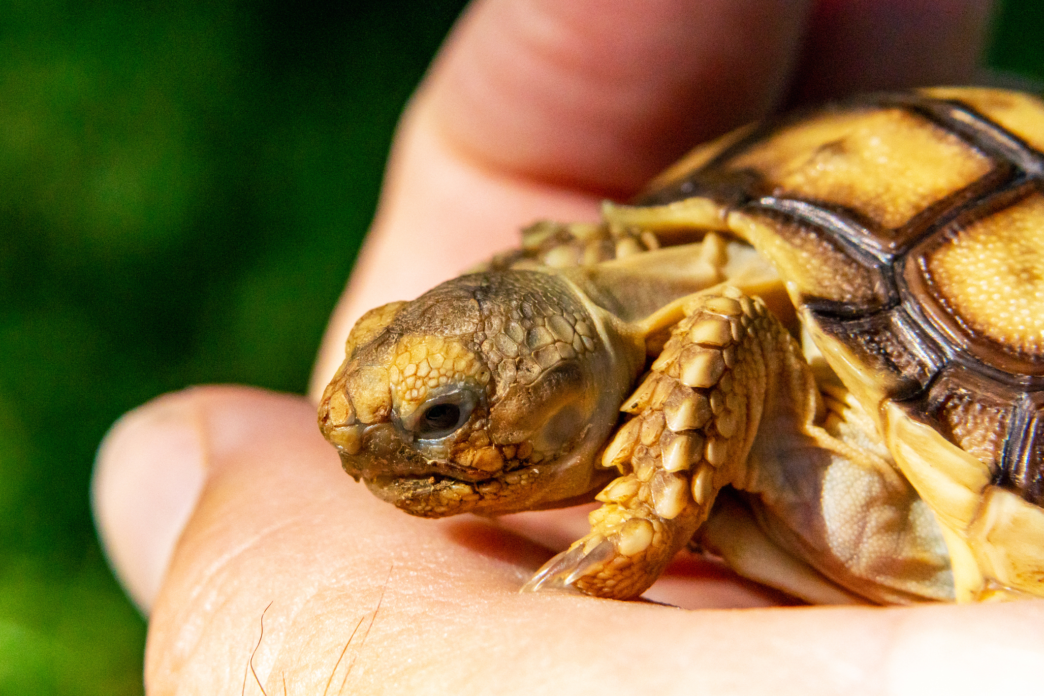 Once, I had to leave for a month. I left my pet (a tortoise) with my parents. When I came back, I took him in my hands and asked, “Did you miss me?” And right at this moment, the tortoise nodded.