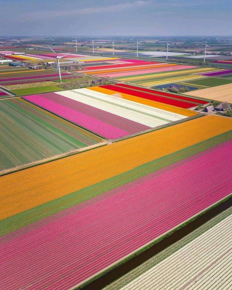 “This field of tulips in Holland.”