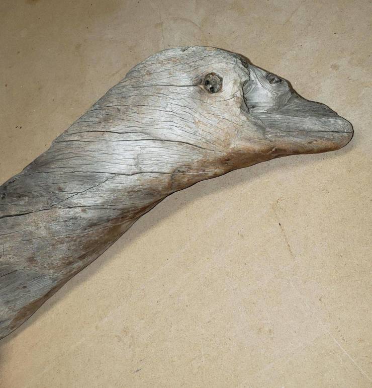 “This piece of driftwood that looks like a goose.”