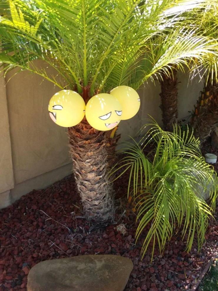 “My neighbors decorated their plant to look like Exeggutor.”