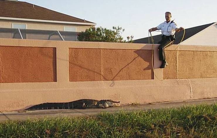 funny pics and memes - guy sitting on wall catching alligator
