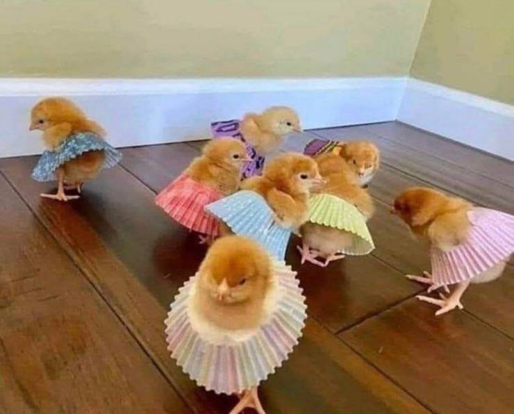 funny pics and memes - chickens in skirts