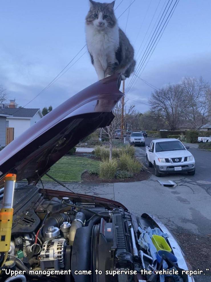 funny pics and memes - cat standing on top of car hood