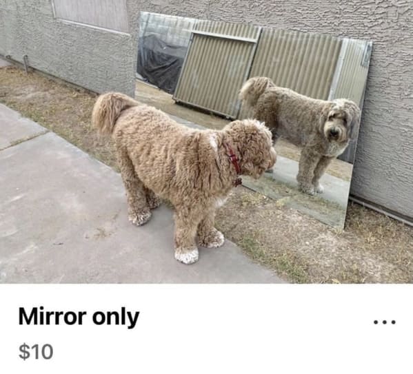 funny next door posts - dog - Mirror only $10