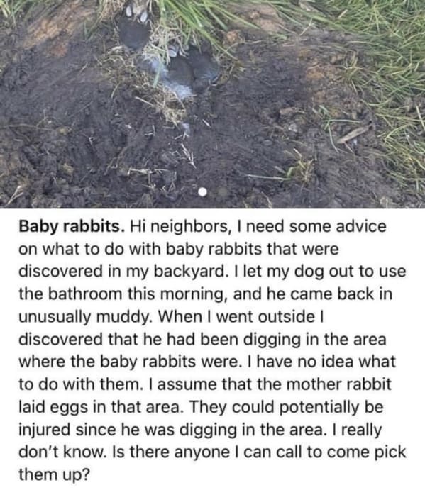 funny next door posts - Baby rabbits. Hi neighbors, I need some advice on what to do with baby rabbits that were discovered in my backyard. I let my dog out to use the bathroom this morning, and he came back in unusually muddy. When I went outside 1 disco